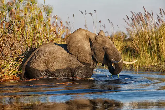 Cuándo visitar el Delta del Okavango